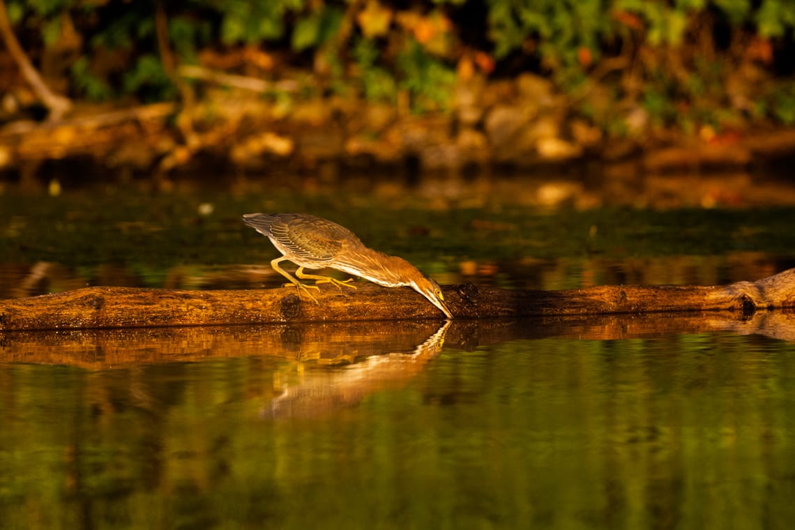 The Green Heron: Master of Patience
