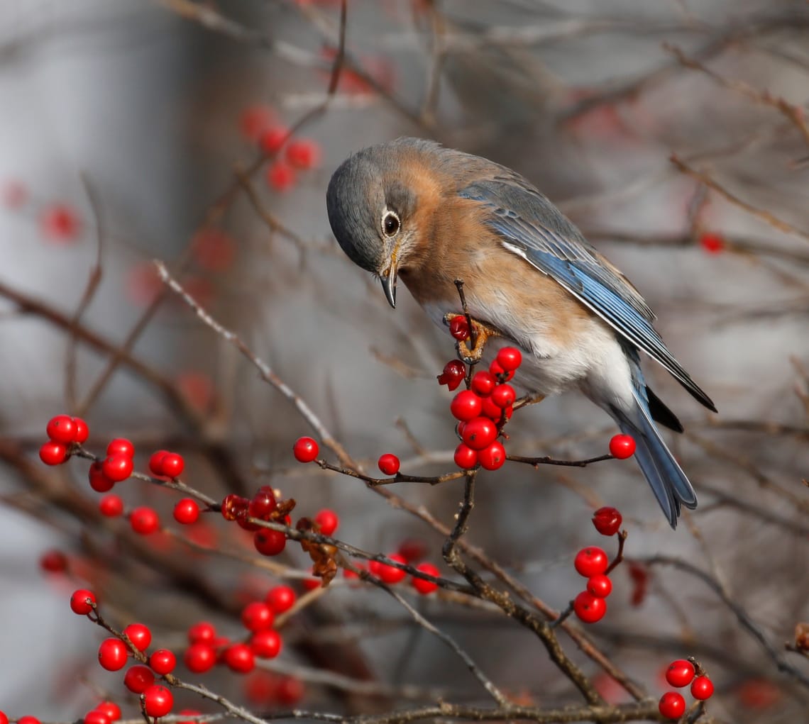 Bluebirds in Winter: Nature's Survival Story