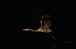 The Prehistoric Presence of Great Blue Herons