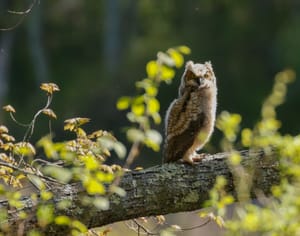 The Owlet on the Trail: Understanding Branching