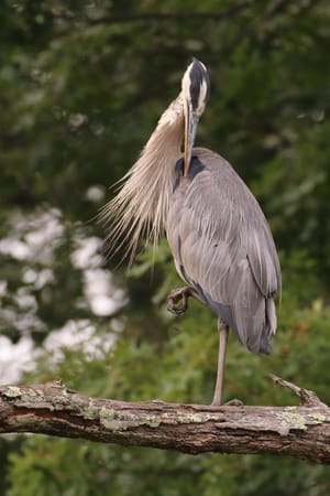 The Secret Life of Great Blue Herons