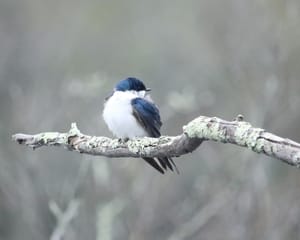 Tree Swallows: The Iridescent Acrobats