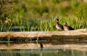 Wood Ducks: Nature's Most Colorful Cavity Nesters
